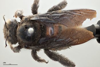 Media type: image;   Entomology 816424 Aspect: habitus dorsal view